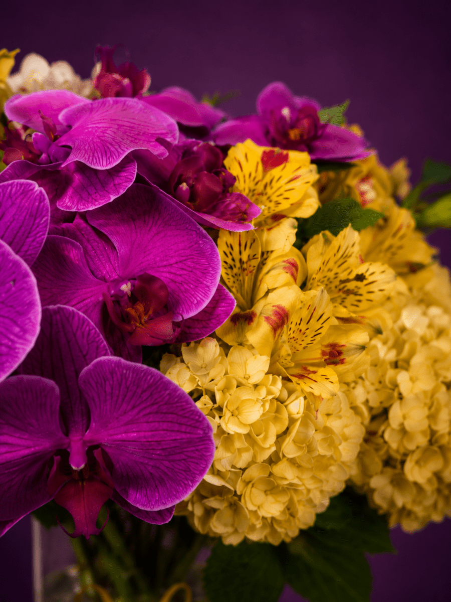 Vibrant purple orchid and yellow blooms focused closed up on the flowers.