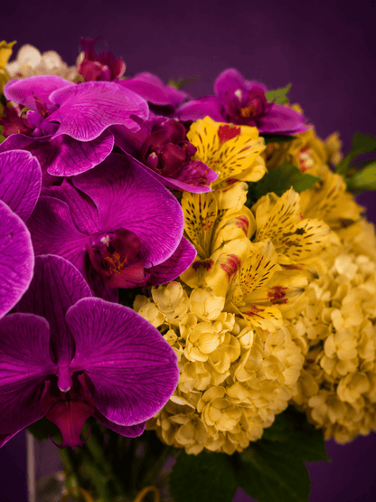 Vibrant purple orchid and yellow blooms focused closed up on the flowers.